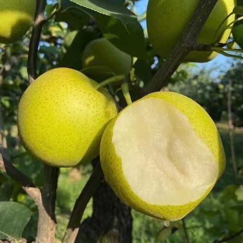 梨子新鲜水果砀山青梨皇冠梨当季翠冠梨香酥脆蜜早雪梨整箱包邮 - 图0