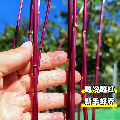 红竹苔藓球观音竹子盆栽水培植物景观凤尾竹米竹客厅桌面观赏盆景 - 图1