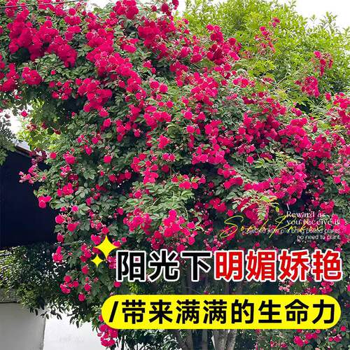 四季重瓣红木香花苗爬藤植物无刺黄木香开花卉庭院大树苗耐寒爬墙 - 图1