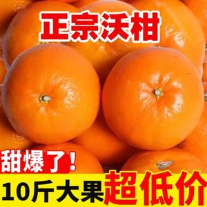 正宗广西武鸣沃柑薄皮柑橘子现摘5斤新鲜桔子水果橘子当季果冻橙