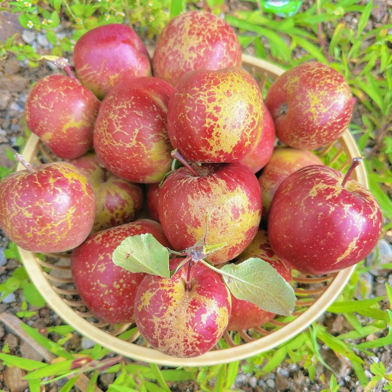 云南昭通冰糖心丑苹果新鲜苹果当季水果红富士大凉山生鲜年货节,淘宝优惠券,粉丝福利购,淘宝优惠卷