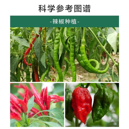 科沃华辣椒疫病清辣椒病毒病专用药杀菌农用炭疽黄复合微生物菌剂 - 图1