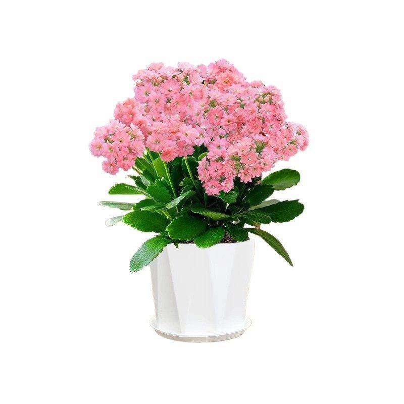 长寿花盆栽重瓣大花变色龙带花苞花苗四季开花绿植物室内桌面花卉,淘宝优惠券,粉丝福利购,淘宝优惠卷