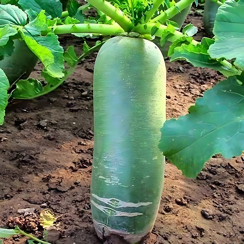 山东潍坊萝卜正宗水果萝卜脆甜不辣可生吃青萝卜新鲜现挖自种蔬菜,淘宝优惠券,粉丝福利购,淘宝优惠卷