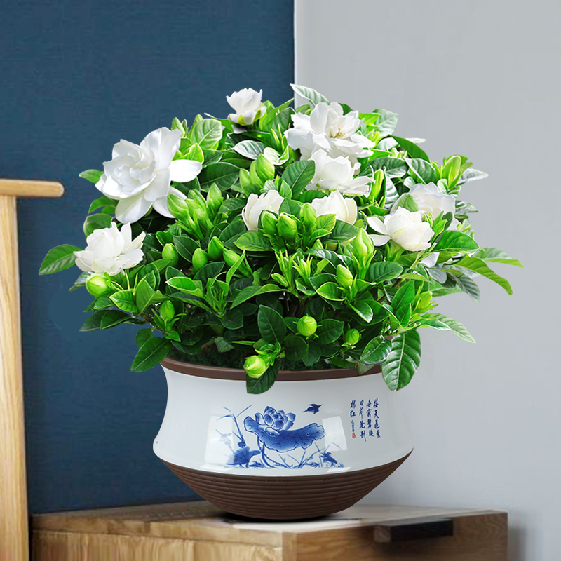 栀子花盆栽带花苞茉莉花卉老桩水培九里香绿植物室内客厅四季开花