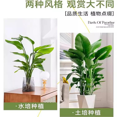 天堂鸟水培植物盆栽客厅室内花卉四季常青好养绿植办公室鹤望兰 - 图2