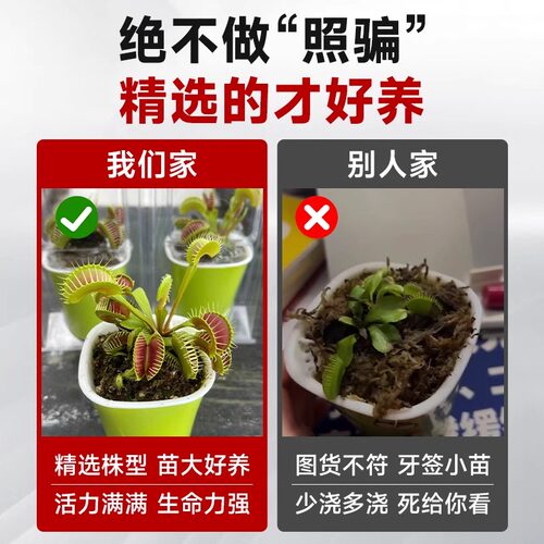 超大捕蝇草盆栽猪笼草耐寒绿植物食虫草食人花卉好养活室内驱蚊 - 图1