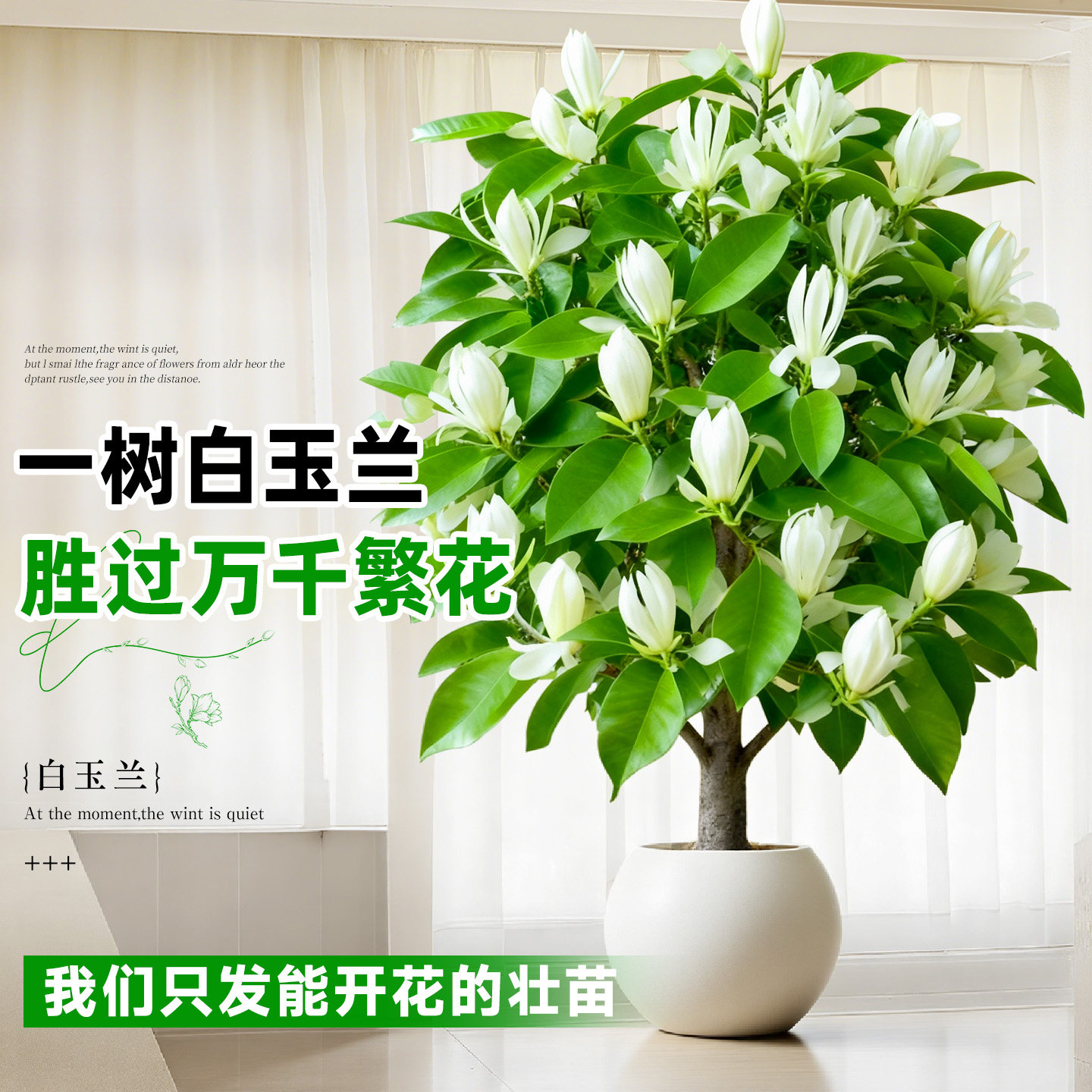 白玉兰树苗盆栽带花苞矮化紫玉兰老桩绿植室内花卉客厅庭院开花,淘宝优惠券,粉丝福利购,淘宝优惠卷