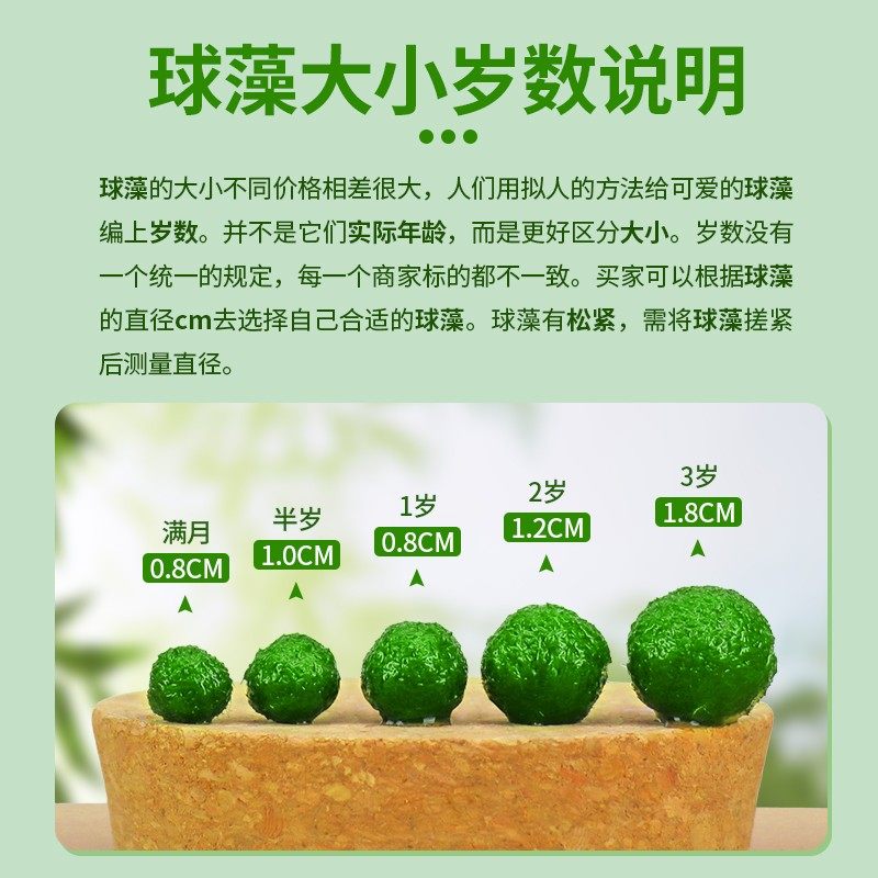 马里莫海藻球微景观生态瓶鱼缸室内桌面水培创意迷你植物水生球藻,淘宝优惠券,粉丝福利购,淘宝优惠卷