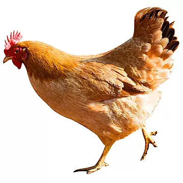 叠金币57元！大别山散养老母鸡1200g*2只[35元优惠券]-寻折猪