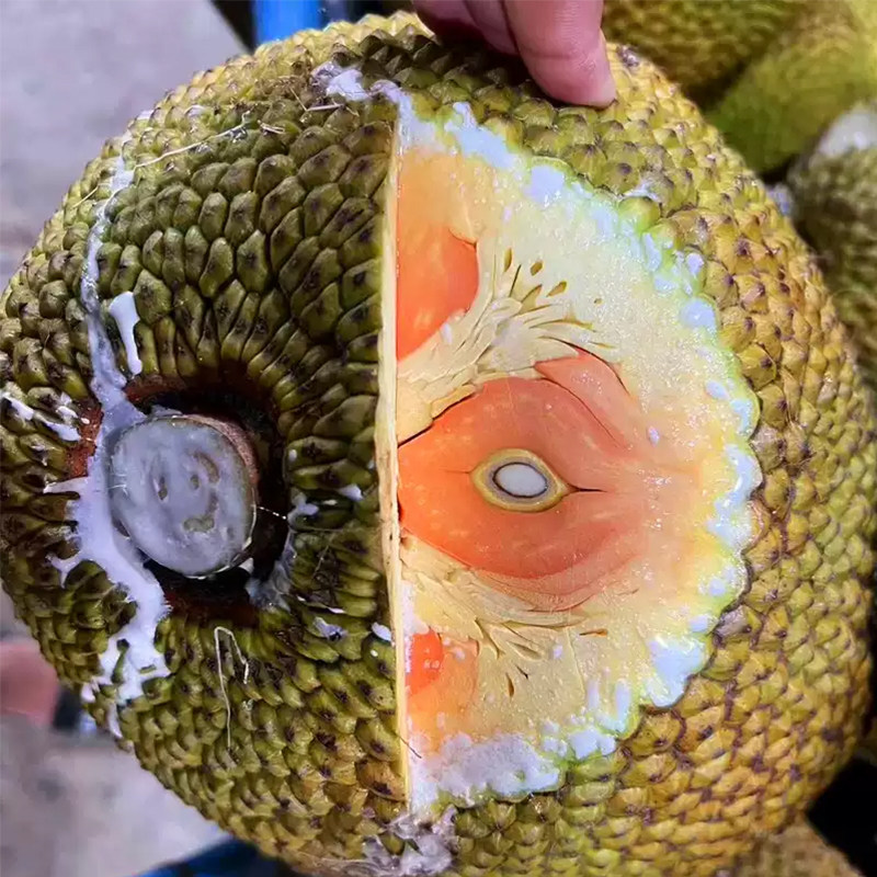 越南进口印尼红红肉菠萝蜜当季新鲜水果顺丰包邮配送香味浓郁脆甜,淘宝优惠券,粉丝福利购,淘宝优惠卷