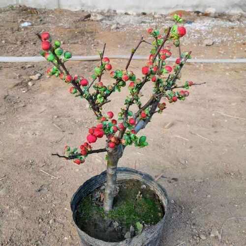 海棠花树苗高杆西府垂丝北美海棠耐寒植物庭院盆栽地栽风景树室外 - 图0