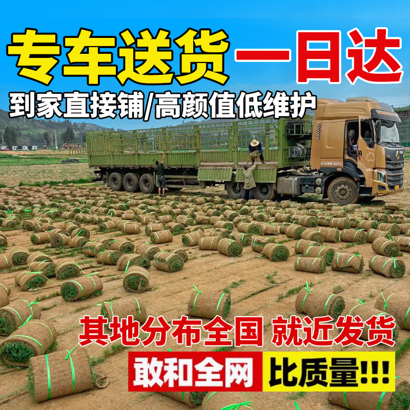Turf real lawn with soil greening soil four-season green green grass Manila courtyard cold-resistant carpet fresh