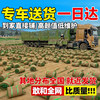 Turf real lawn with soil greening soil four-season green green grass Manila courtyard cold-resistant carpet fresh