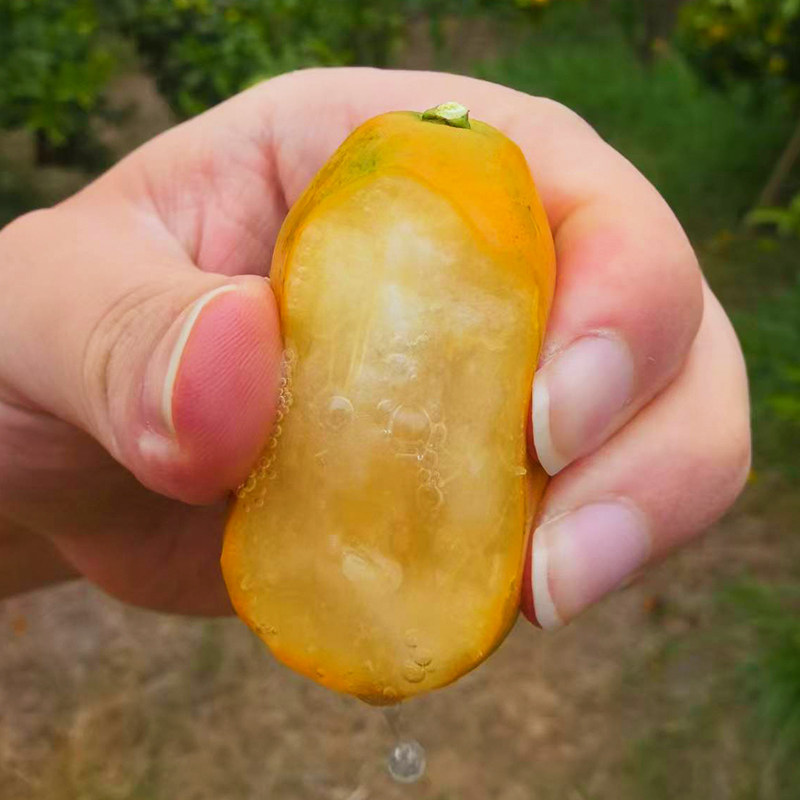 顺丰包邮融安脆蜜金柑广西正宗第三代脆蜜金桔特大果新鲜水果整箱,淘宝优惠券,粉丝福利购,淘宝优惠卷