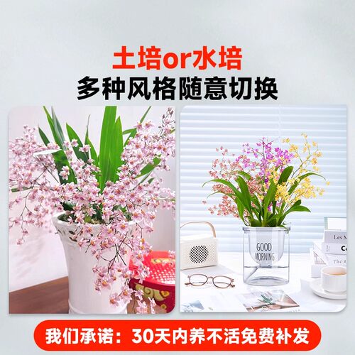 香水文心兰冬带花苞梦香兰花苗可水培室内好养浓香花卉绿植盆栽 - 图2