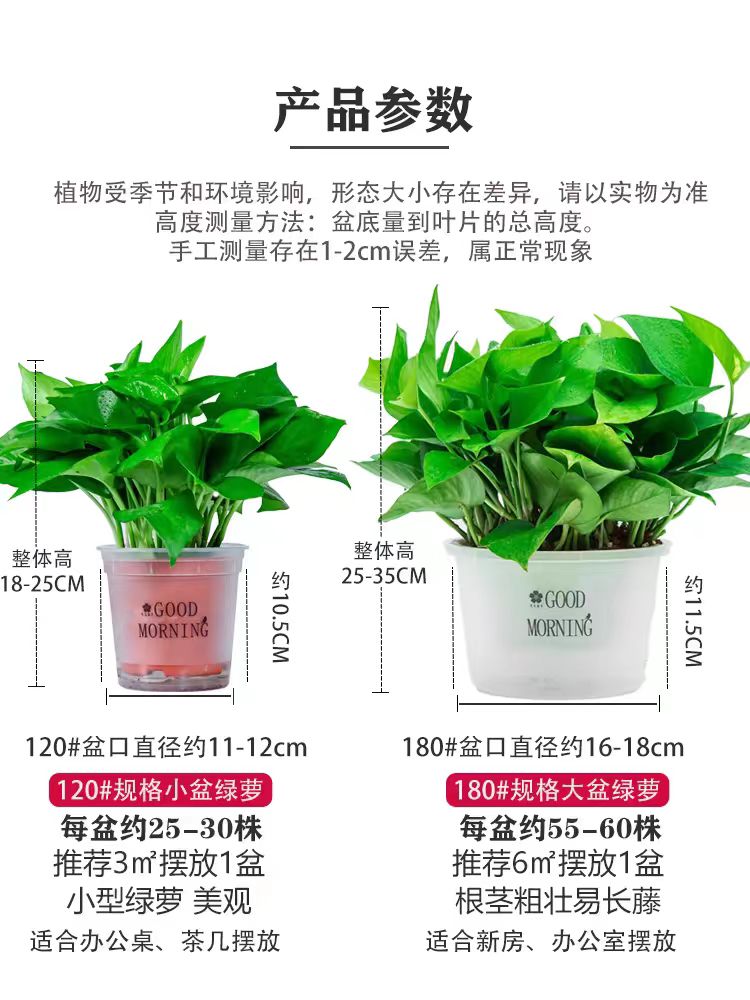 绿萝盆栽花卉植物室内吸甲醛净化空气水培绿罗好养绿植客厅新房 - 图2