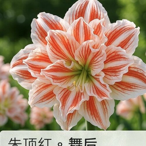 进口朱顶红种球蒂卡白肋香型耐寒开花仙子 - 图3