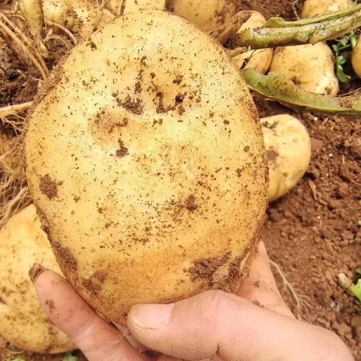 新货现挖黄皮土豆新鲜马铃薯正宗农家自种洋芋蔬菜整箱批发,淘宝优惠券,粉丝福利购,淘宝优惠卷