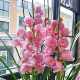 Classic pink cymbidium, southern and northern cold-resistant indoor decorative potted flowers