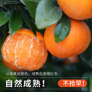 正宗广西武鸣沃柑新鲜水果当季整箱大果桔子砂糖沙蜜橘柑橘子