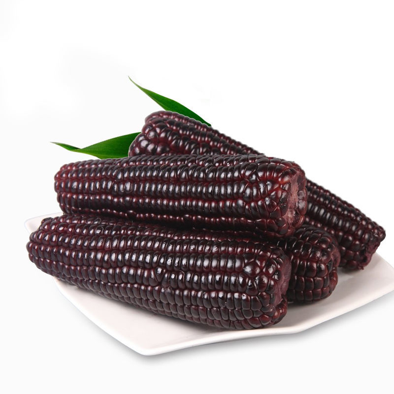 2025年头茬大棒黑糯玉米 软糯香甜黑糯玉米大棒8根 240-280g/根