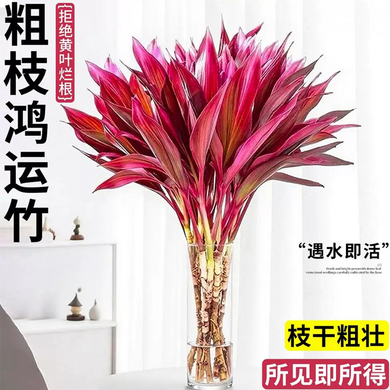 鸿运当头富贵竹水培植物粗杆客厅招财竹子室内桌面好养花卉紫竹