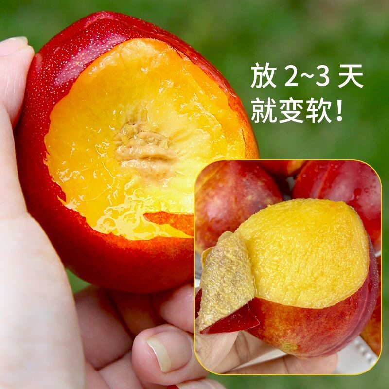 黄心油桃新鲜应季大桃子现摘水果水蜜脆桃清香脆甜多汁整箱包邮