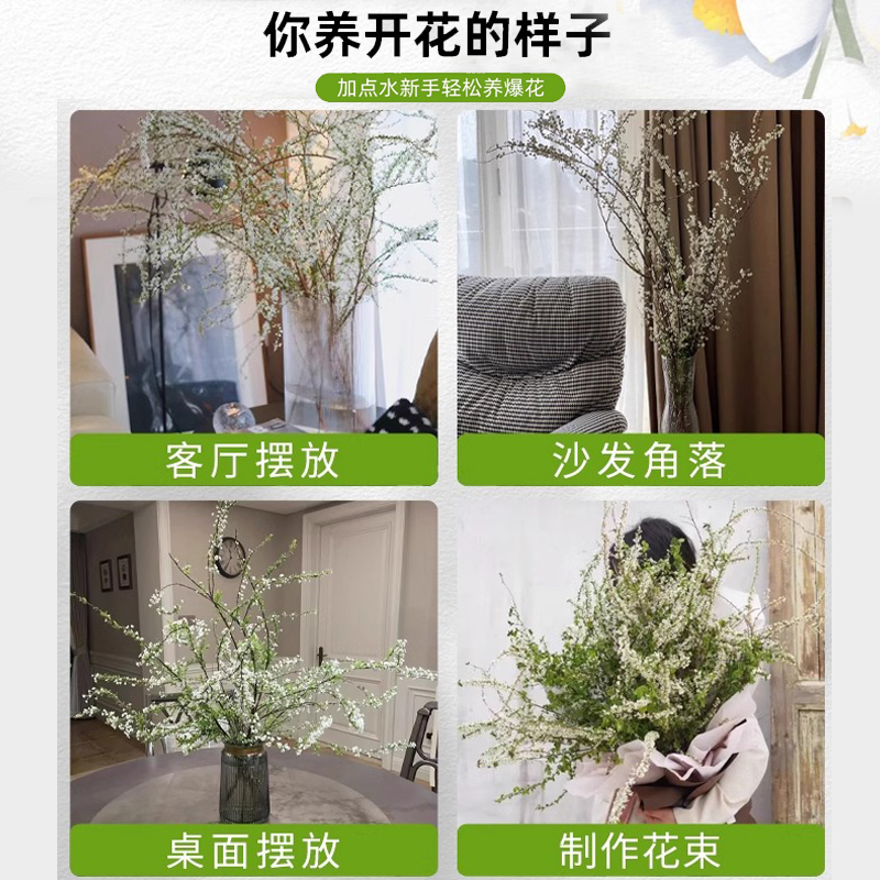 雪柳鲜枝干枝支室内水养水培植物插花好养银柳真花卉盆栽龙柳绿植 - 图3