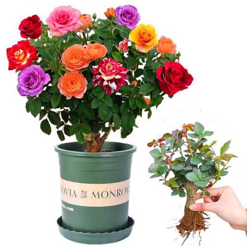 玫瑰老桩花苗盆栽四季开花植物室内外好养耐寒 - 图1
