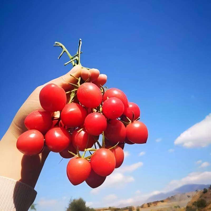 【正宗千禧果】攀枝花千禧小番茄小西红柿新鲜孕妇水果樱桃圣女果