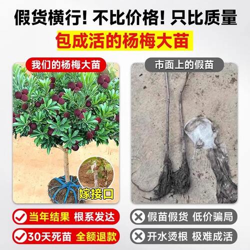 正宗东魁杨梅树大树苗特大杨梅嫁接果树苗庭院四季种植带土球结果 - 图0