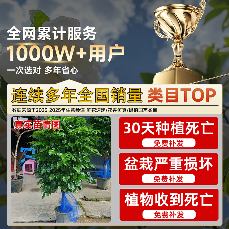 幸福树客厅盆栽大老桩平安树室内落地四季常青真绿植冬天送礼鲜花,淘宝优惠券,粉丝福利购,淘宝优惠卷