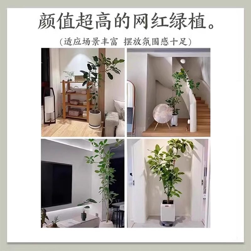 孟加拉榕盆栽大型绿植黄金榕高山榕树面包树室内客厅落地植物好养,淘宝优惠券,粉丝福利购,淘宝优惠卷