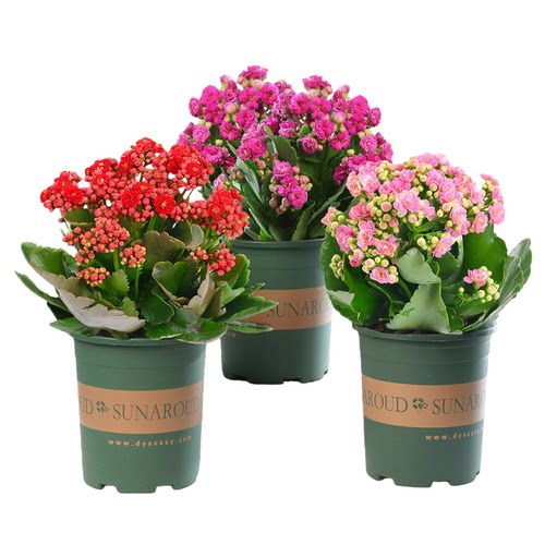 新品长寿花盆栽带花苞重瓣大花苗阳台花卉绿植物室内好养四季开花 - 图3