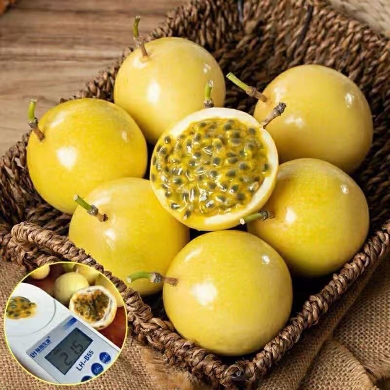 广西钦蜜9号黄金百香果新鲜应当季水果甜蜜多汁皱皮原浆现摘现发D 广西钦蜜9号黄金百香果新鲜应当季水果甜蜜多汁皱皮原浆现摘现发D