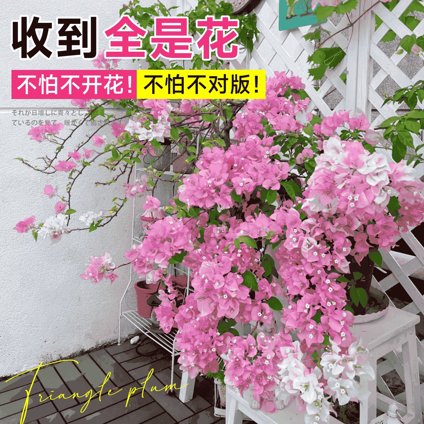 三角梅花树苗四季开花绿樱老桩盆栽特大苗庭院耐热云南紫勤花植物 - 图3