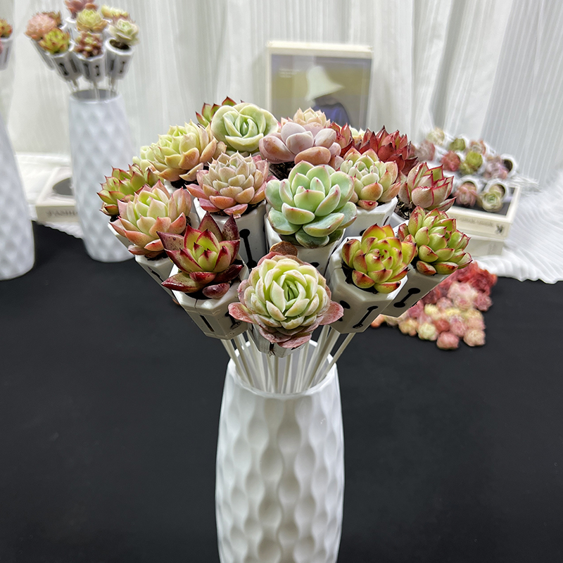 多肉植物组合精品套餐盆栽好养花卉懒人绿植物大颗玉露品种阳台