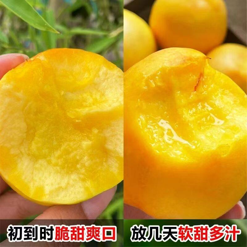 【产地直发】正宗山东蒙阴黄油桃脆甜可放软蒙阴蜜桃新鲜水果应季