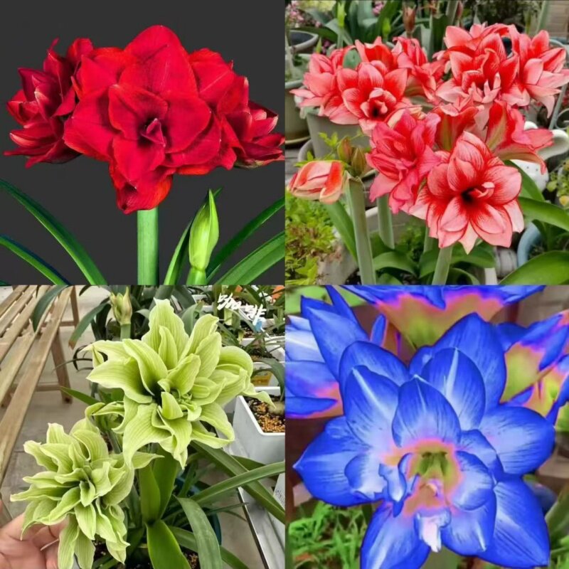 【新品重瓣朱顶红种球】朱顶红四季开花庭院阳台盆栽重瓣植物室内