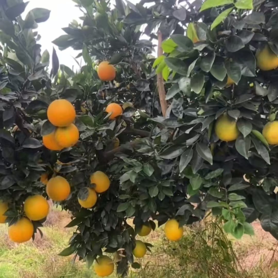 脐橙纽荷尔橙当季现采新鲜水果农家肥阳光直照更香甜湖北高山水果