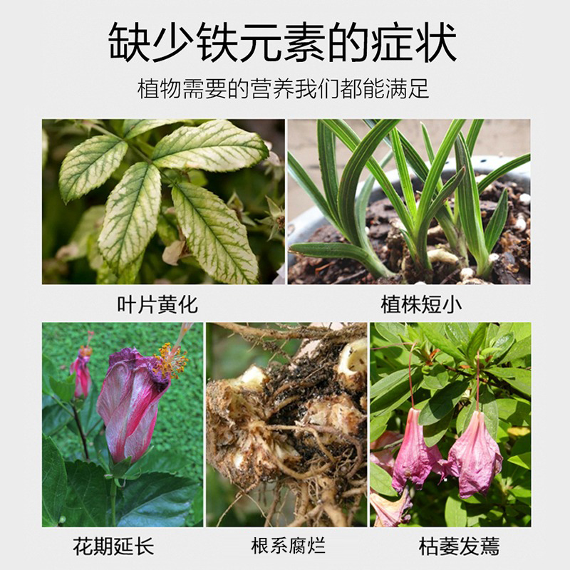 硫酸亚铁花肥改善土壤酸性茶花栀子花肥料专用肥盆栽花卉绿植通用-图0