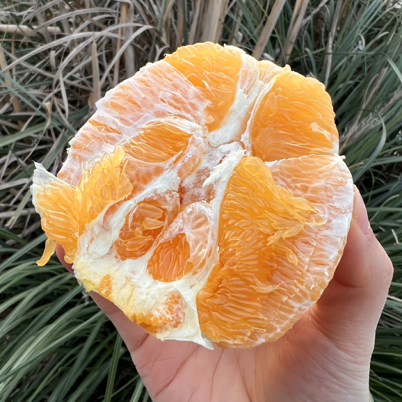 重庆奉节脐橙纽荷尔橙子当季新鲜时令水果甜橙手剥橙