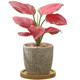 Ruyi Geely Red Potted Plants Indoor | Thousands of people purchased more