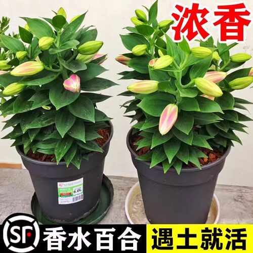 百合花种球香水百合四季开花好养活花卉植物室内外花苗盆栽花种子 - 图0