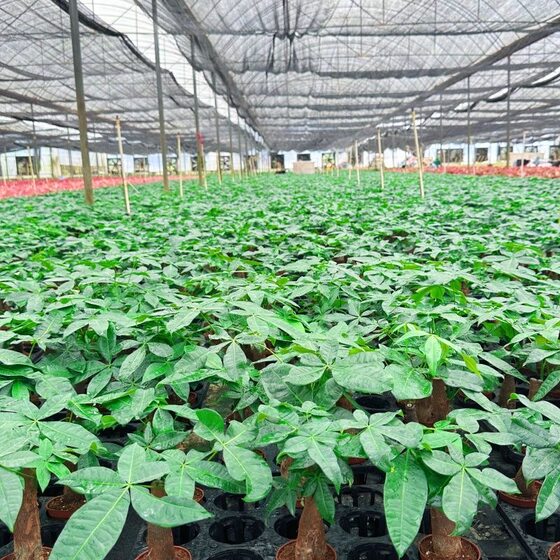 Money tree potted indoor green plants | Thousands of people purchased more