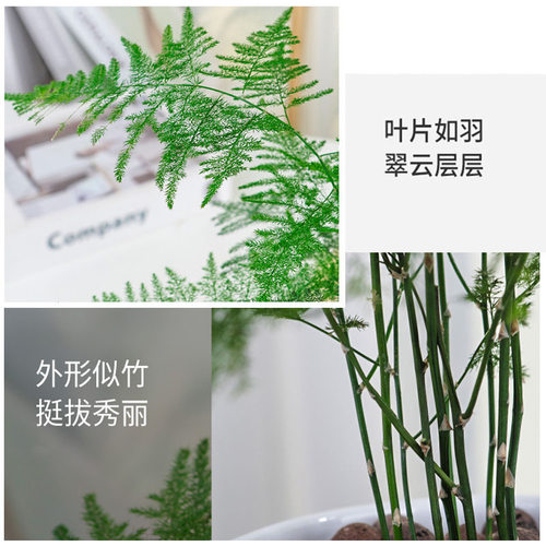 文竹盆栽室内绿植植物大型盆景净化空气四季常青花卉苗好养客厅 - 图0