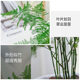 Asparagus indoor green plant potted plants | Over 1,000 additional purchases