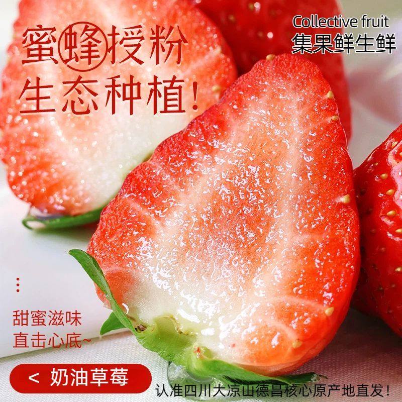 头茬现摘奶油草莓新鲜草莓孕妇水果儿童当季水果99草莓顺丰包邮