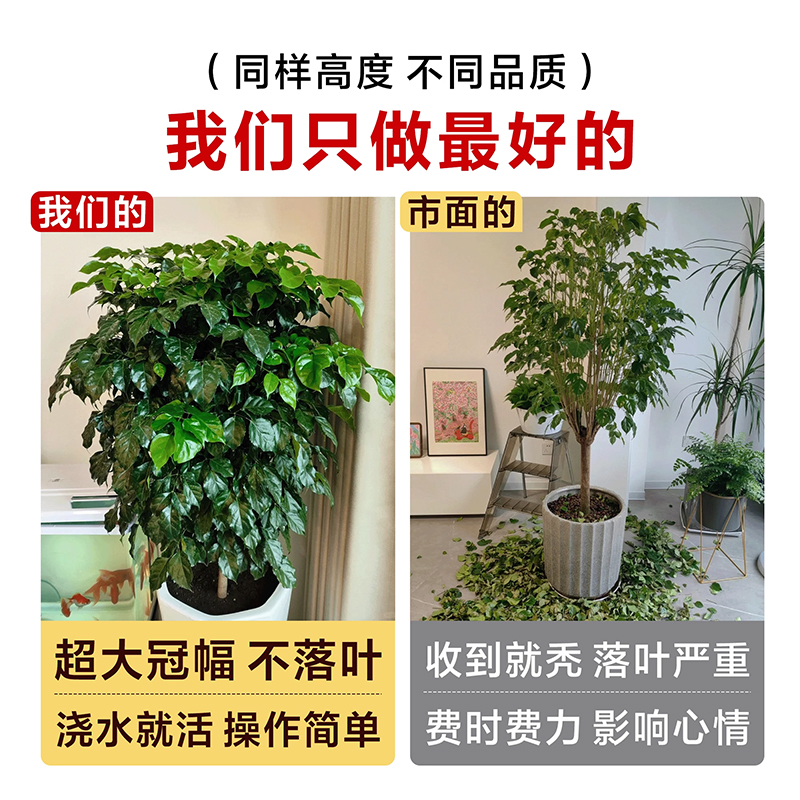 幸福树客厅绿植大型盆栽高级感植物除甲醛室内好养高端大气上档次 - 图0